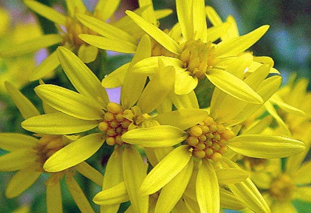 Altınbaşakotu faydaları