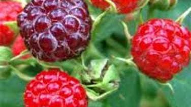 AHUDUDU (Rubus İdaeaus)