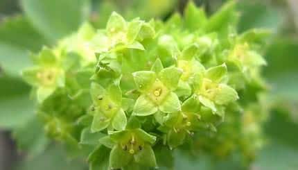 Aslanyağı faydaları