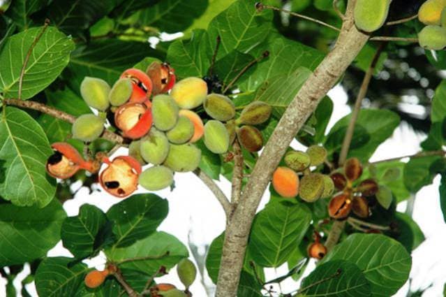 BADEM AĞACI (Amygdalus communis)