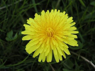 Aslandişi faydaları