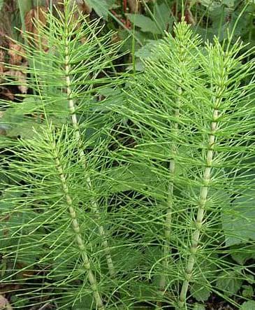 Atkuyruğu faydaları