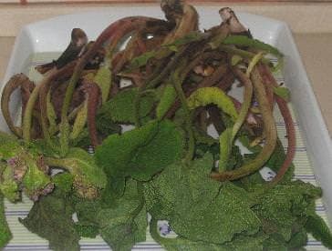 Balıkotu faydaları