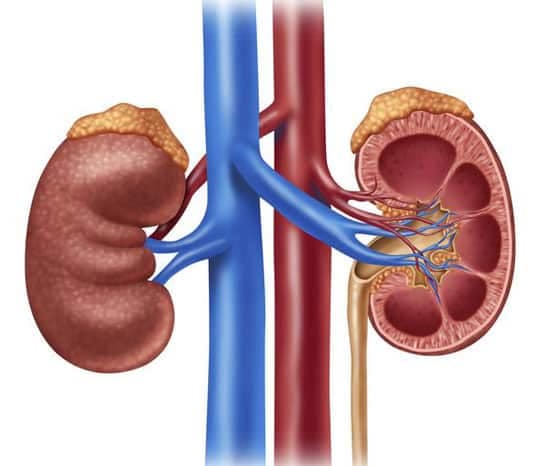 Böbrek Yetmezliği  Tedavisi