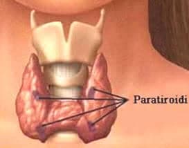 Hipo – Hiper Paratiroidi