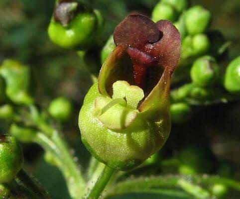 Sıracaotu Faydaları