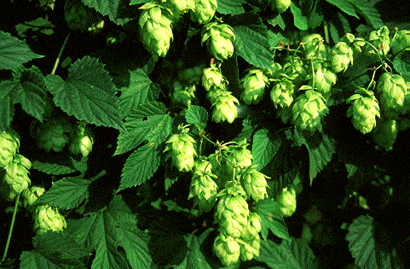 Şerbetçiotu Yararları