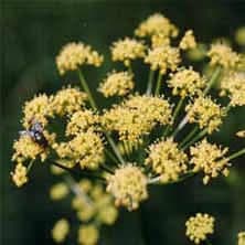 Şeytanteresi Yararları