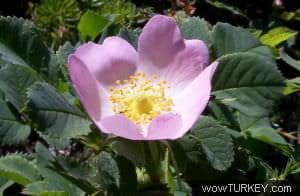 Yabani gül Yararları