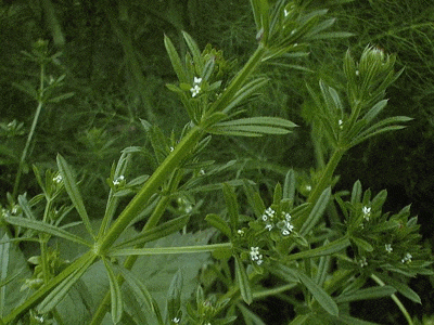 Yapışkanotu Faydaları