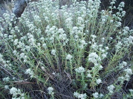 Yavşanotu Faydaları