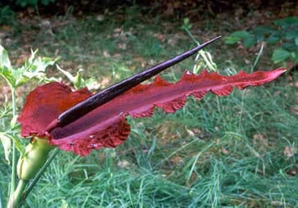 Yılanyastığı Yararları