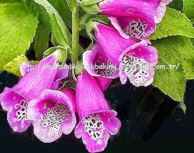 Yüksükotu Faydaları