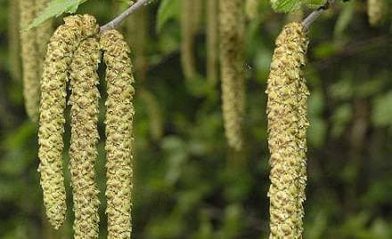 Akhuşağacı faydaları