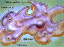 Amip Nedir? Özellikleri Nelerdir? » Bilgiustam