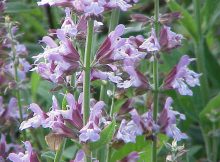 ADAÇAYI (Salvia Officinialis L.)