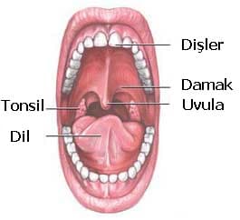 Ağız ve Boğaz kanseri