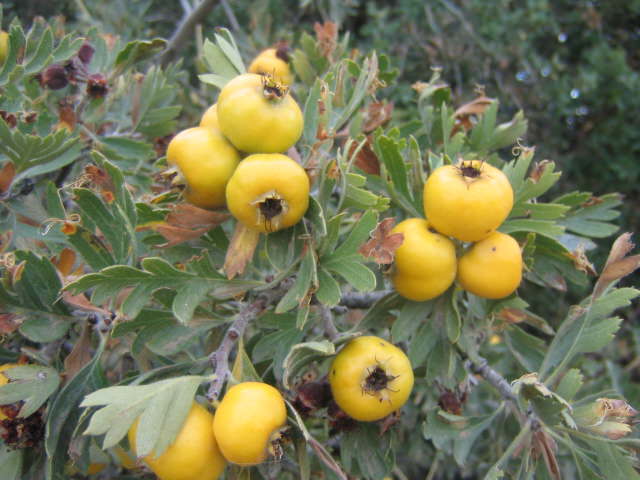Alıç