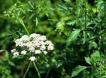 ANASON (Pimpinella anisum)