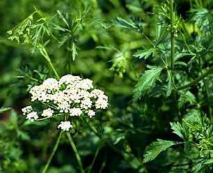 ANASON (Pimpinella anisum)