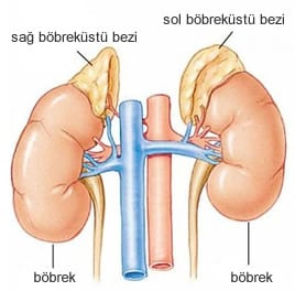 bobrek-ustu-bezi