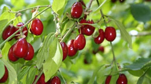 C vitamini deposu "Kızılcık"