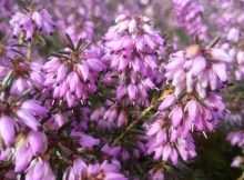 FUNDA (Erica vulgaris)