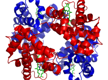 Hemoglobin