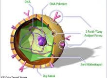 Hepatit Nedir