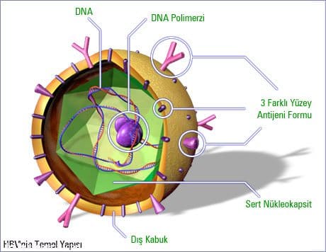 Hepatit Nedir
