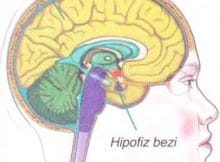 Hipofiz-bezi.jpg