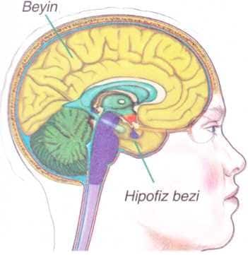 Hipofiz-bezi.jpg