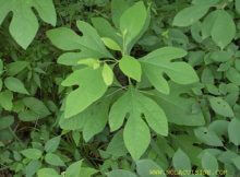 Sassafras
