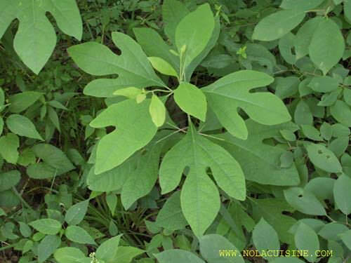 Sassafras