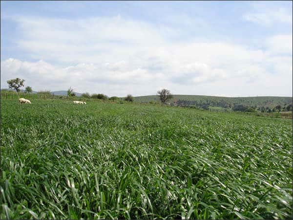 Sütotu