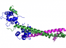 Troponin T