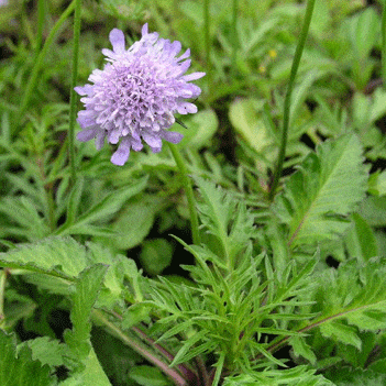 Uyuzotu