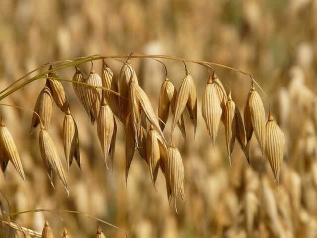 Yulaf